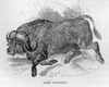 African Buffalo Black And White Image